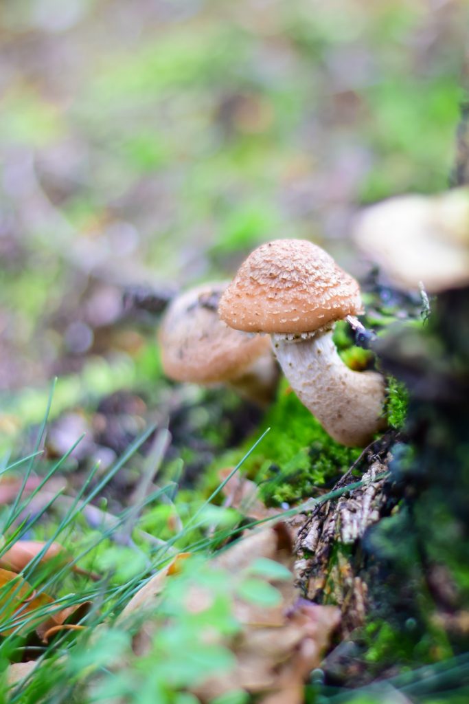 herfst paddenstoel