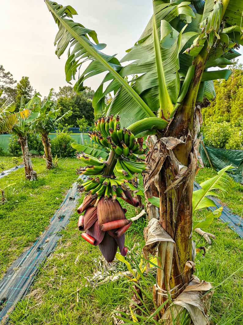 B&B Terceira Casas do Morgadio banana tree